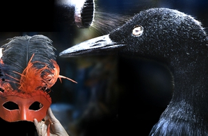 Feather Work Part 2: Birds, Costumes, Makeup, & Masks