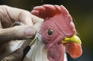Feather Work Part 1: Realistic Bird Feathering Techniques