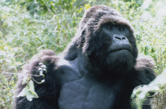 Instinct - Making the Mountain Gorillas
